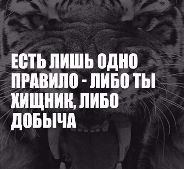 Будь пожалуйста послабее стих. Цитаты про знания. Есть лишь. Есть лишь. Есть лишь.