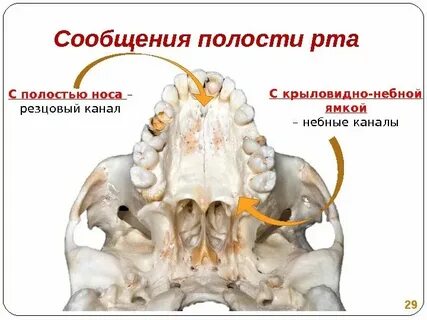Резцовый канал на латыни