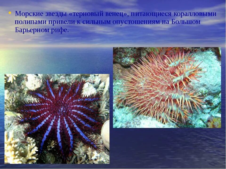 Большой барьерный риф презентация. Терновый венец морская звезда питается. Восточное побережье в австралии большой барьерный риф. Всемирное наследие австралии большой барьерный риф. Всемирное наследие юнеско большой барьерный риф.