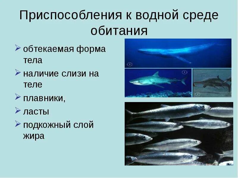 Черты приспособленности организмов к водной среде обитания. Приспособления тюленя к водной среде обитания. Акула приспособление к среде обитания. Приспособленность организмов к водной среде. Организмы обитающие в водной среде обитания.