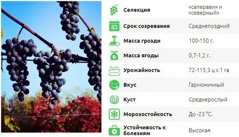 Саперави описание