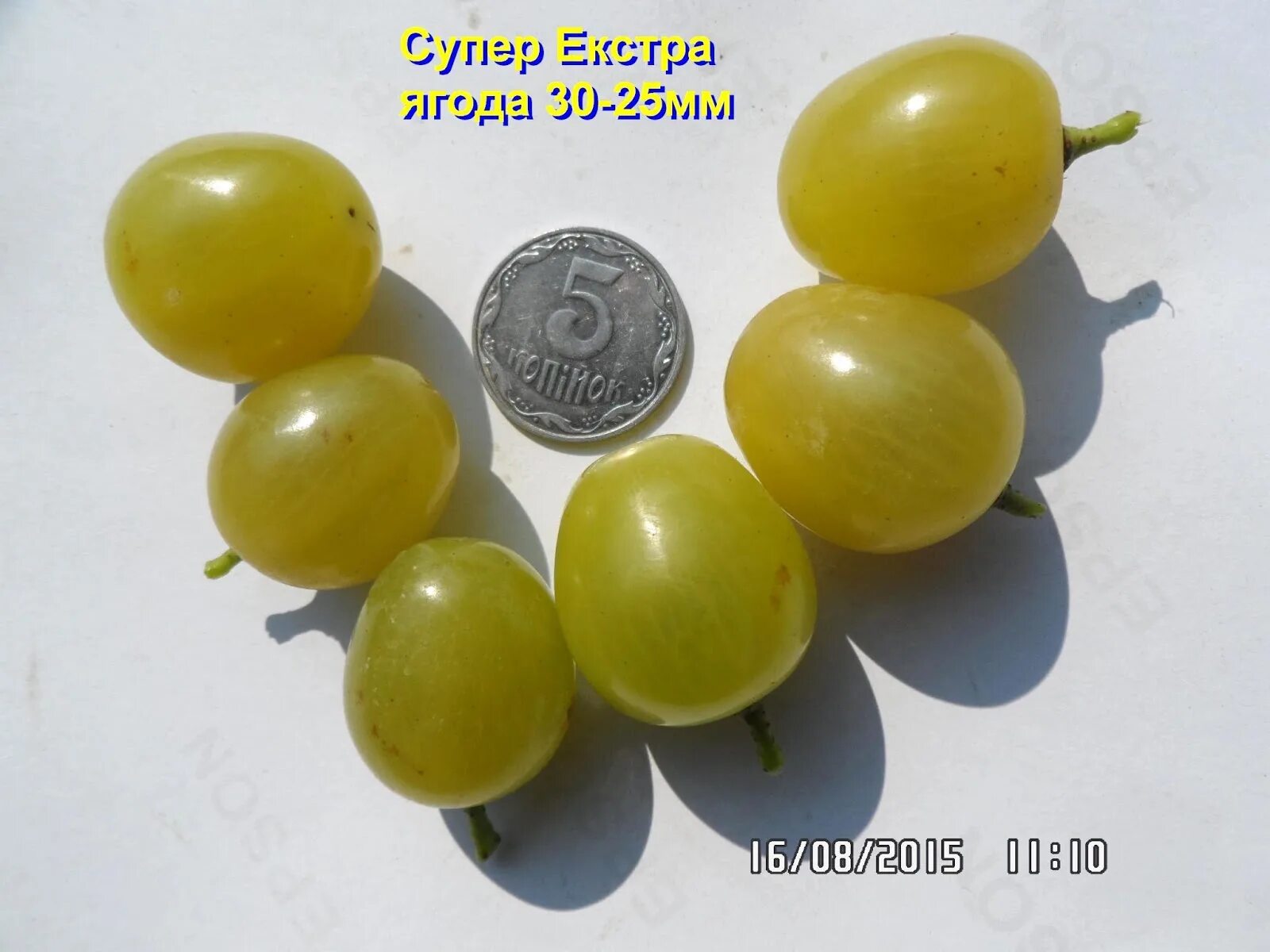 Супер экстра сорт фото. Супер экстра виноград описание и фото.
