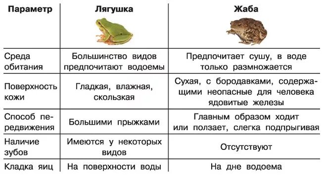 Какие особенности строения головастиков. Различия между лягушкой и жабой. Сходство и различие лягушки и Жабы. Жаба и лягушка отличия и сходство. Отличия лягушки от Жабы 2 класс.