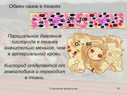 Клетка газообмена