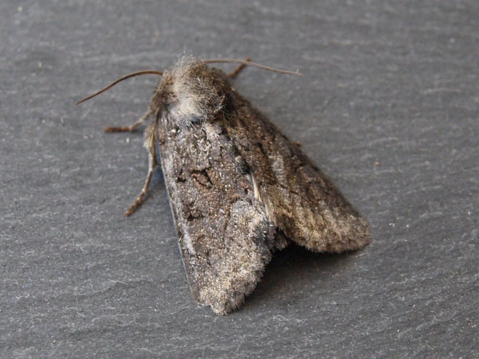 Платяная моль (tineola bisselliella). Моль шубная (tinea pellionella). Моль шубная (tinea pellionella). Матка моли. Платяная моль личинки насекомых.