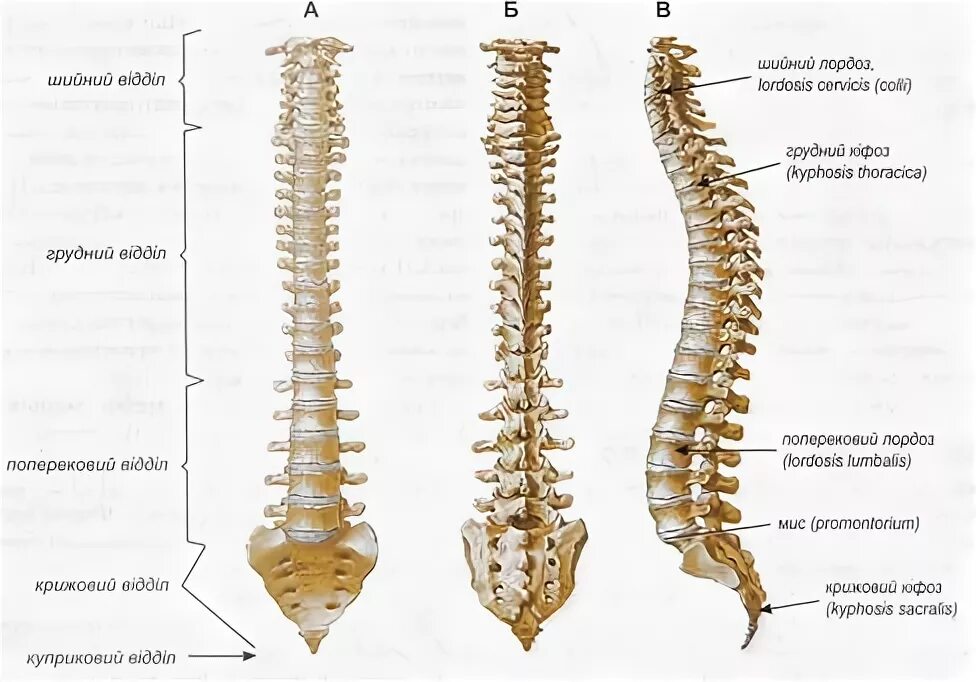 Определение принадлежности какого хребта. Колумна вертебралис. Позвоночный столб анатомия на латыни. Позвоночник спереди. Позвоночный столб вид сбоку.