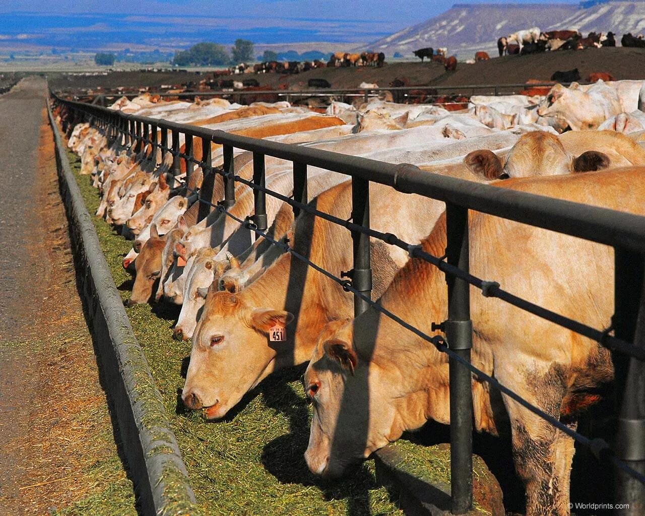 Мясное скотоводство. Мясной скот. Корова в хозяйстве. Ферма крупного рогатого скота.