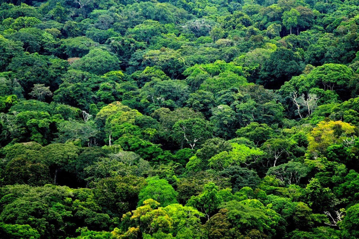 Вечнозеленые тропические леса Конго. Тропические леса центральной Африки. Леса Габона. Габон джунгли.