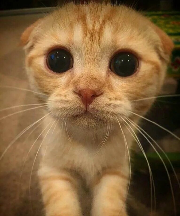 Не строй мне глазки. Жалобный котик. Кот с жалобными глазами. Просящие глазки. Котенок с грустными глазами.