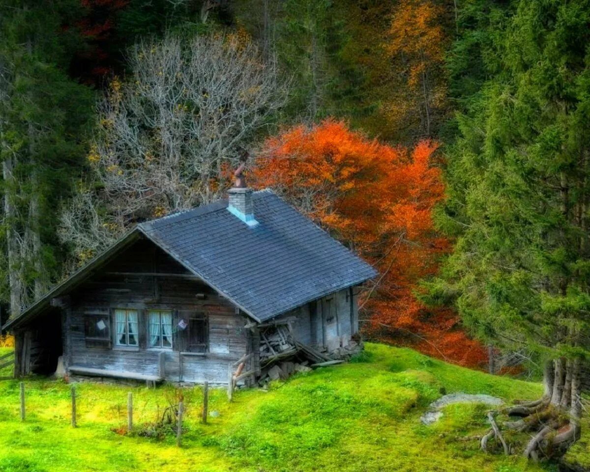 Друскининкай лес избушка. Forest House Хижина в лесу. Боровецкий лес дом отшельника. Хаттфьелльдал Норвегия избушка.