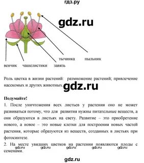 Биология 6 класс вопросы и задания