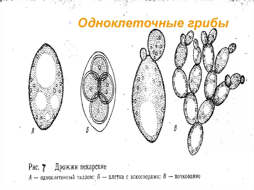 В каких биотехнологиях используют одноклеточные грибы. Дрожжи одноклеточные грибы. Строение одноклеточных грибов. Грибница одноклеточных грибов. Дрожжи одноклеточные грибы рисунок.