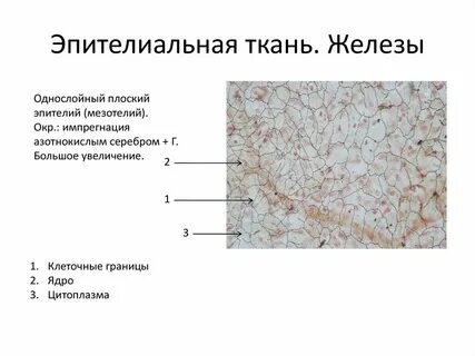 Ткань ядра
