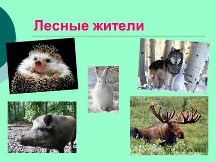 Лес животные имя