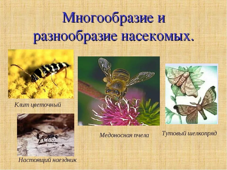 Три представителя класса насекомых. Разнообразие насекомых. многообразие насекомых насекомых. класс насекомые многообразие. доклад разнообразие насекомых.