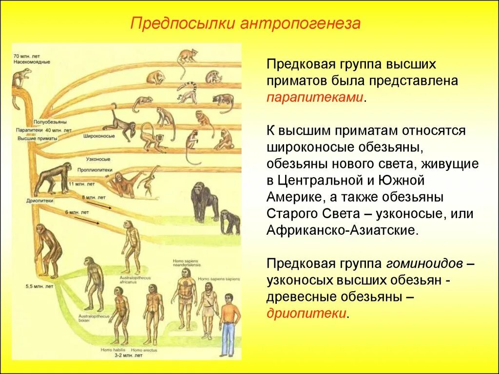 Основные этапы эволюции приматов. Стадии антропогенеза схема. общая схема происхождения человека. антропогенез человека. этапы эволюции обезьяны.