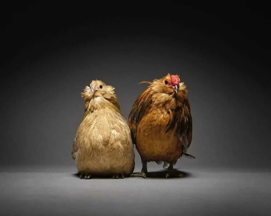 Забавные курицы. Смешная курица. Курица смешная картинка. Гламурная Курочка. Три курицы.