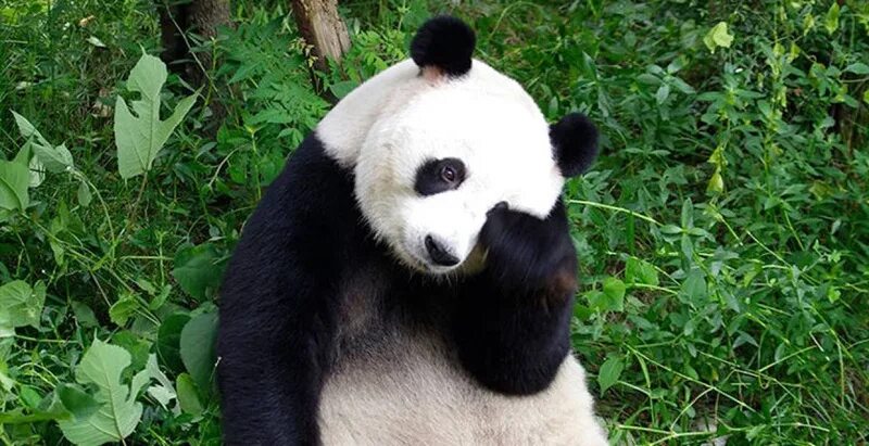 Панда без кругов. Панда взрослая. Большая толстая Панда.
