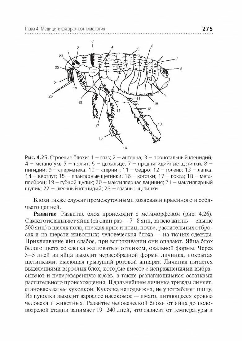 Внешнее строение блохи. Внешнее строение блохи. Внешнее строение блохи. Строение блохи схема. Блоха человеческая схема строения.