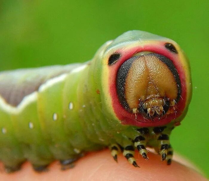 Green caterpillar гусеница. Гарпия бабочка и гусеница. Большая зеленая гусеница с глазами. Толстая гусеница. Гусеница катерпиллер бабочка.