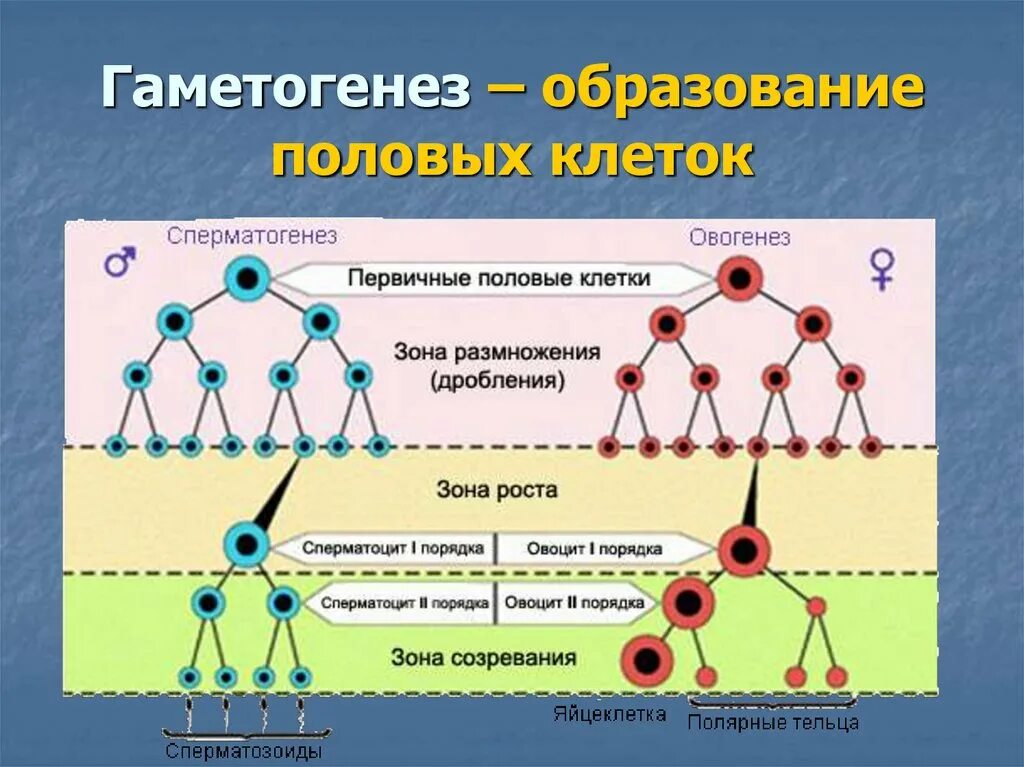 Женского гаметогенеза