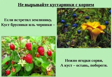 Земляника это трава или кустарник