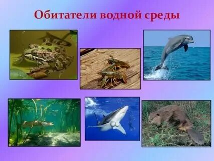 1 обитатель водной среды