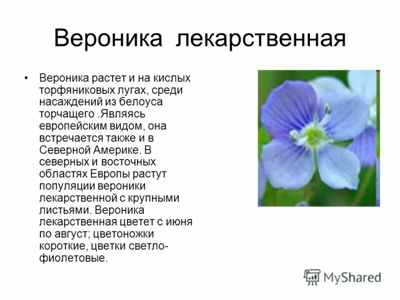 Описать лекарственную форму