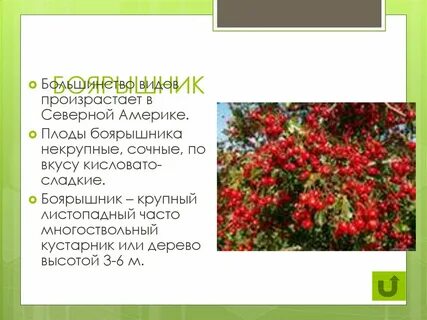 Вишня жизненная форма
