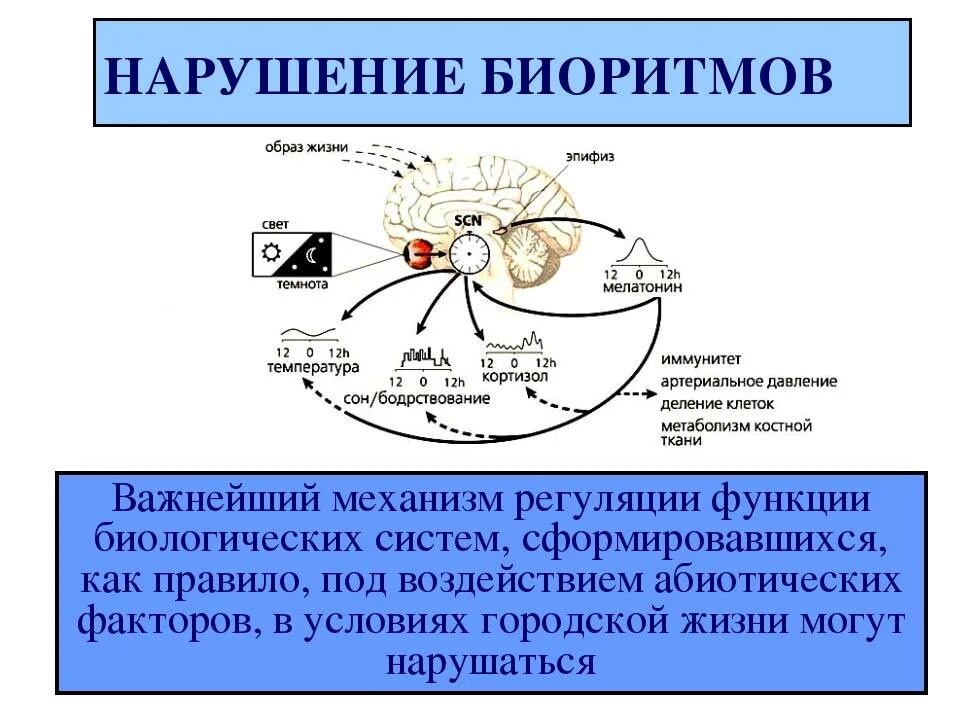 Биологические ритмы сон и его значение