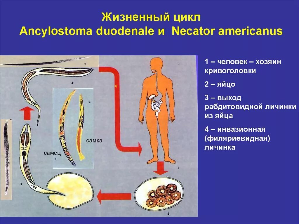 Аскарида человеческая основной и промежуточный хозяин. Анкилостома и некатор жизненный цикл. Анкилостома филяриевидная личинка. Анкилостома жизненный цикл схема. Анкилостома промежуточный хозяин.