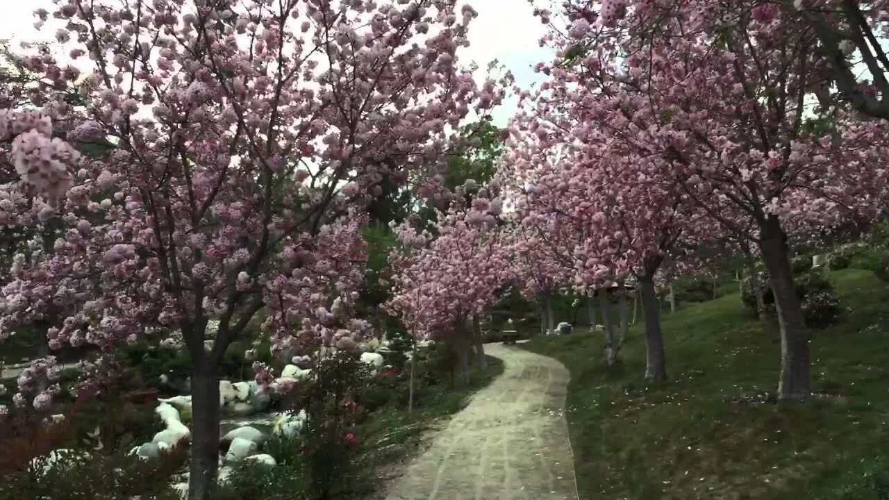 Перед вишневым садом. Яблоневый сад вишневый сад. Вишневый сад Самарканд. Вишневый сад Сакура. Цветущий вишневый сад.