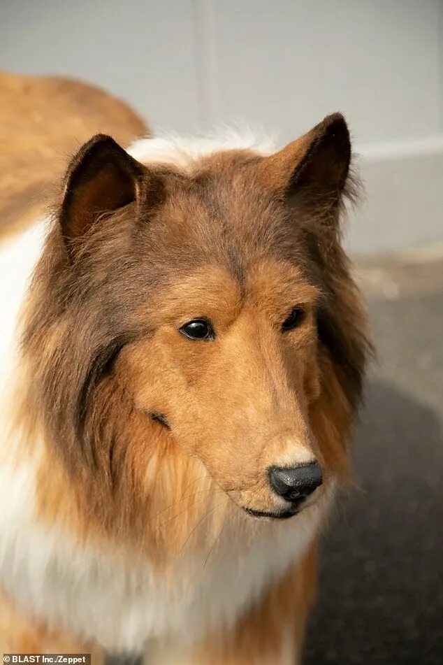 Собака врач. Японец в костюме колли. Собака сан. Собака сан. Фила де сан мигель собака.