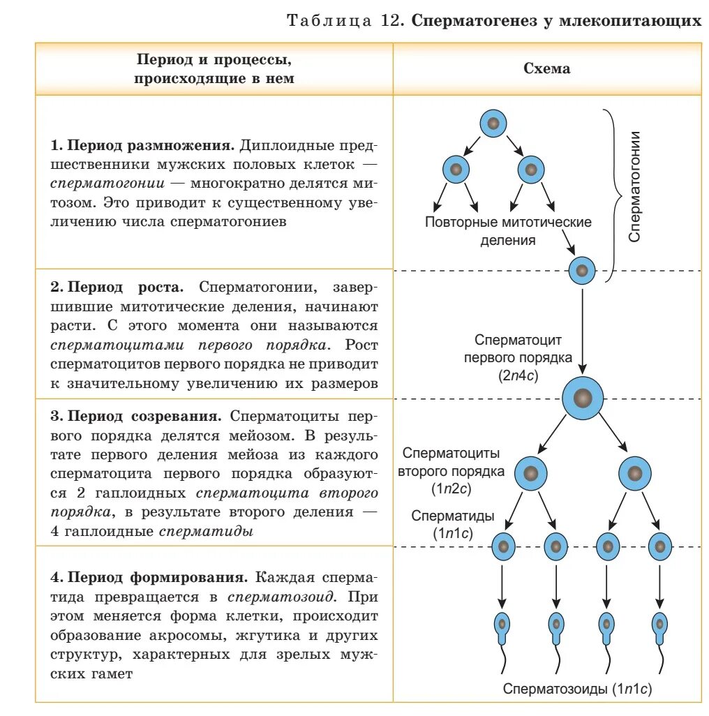 Установи соответствие между стадиями гаметогенеза