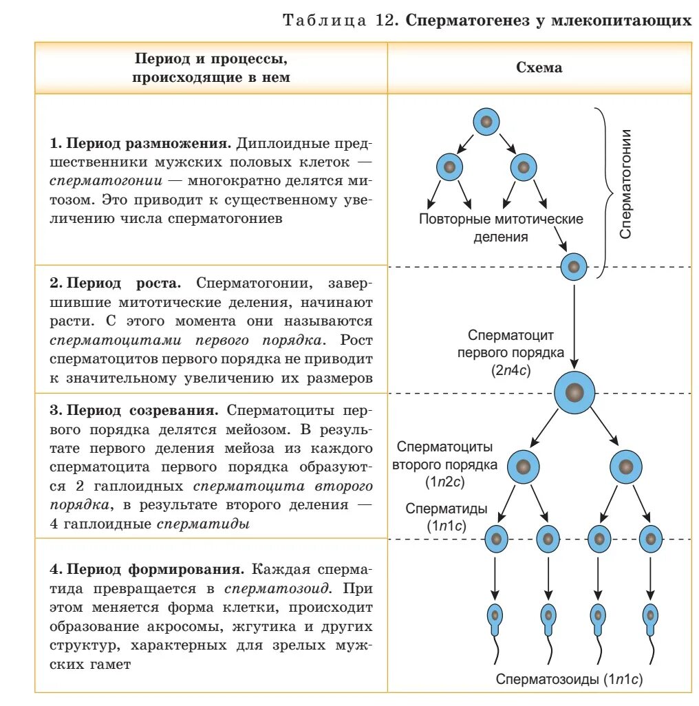 Сперматогенез и овогенез ЕГЭ. Сперматогенез 4. Гаметогенез схема ЕГЭ. Период сперматогенез оогенез таблица. Процессы и зоны гаметогенеза