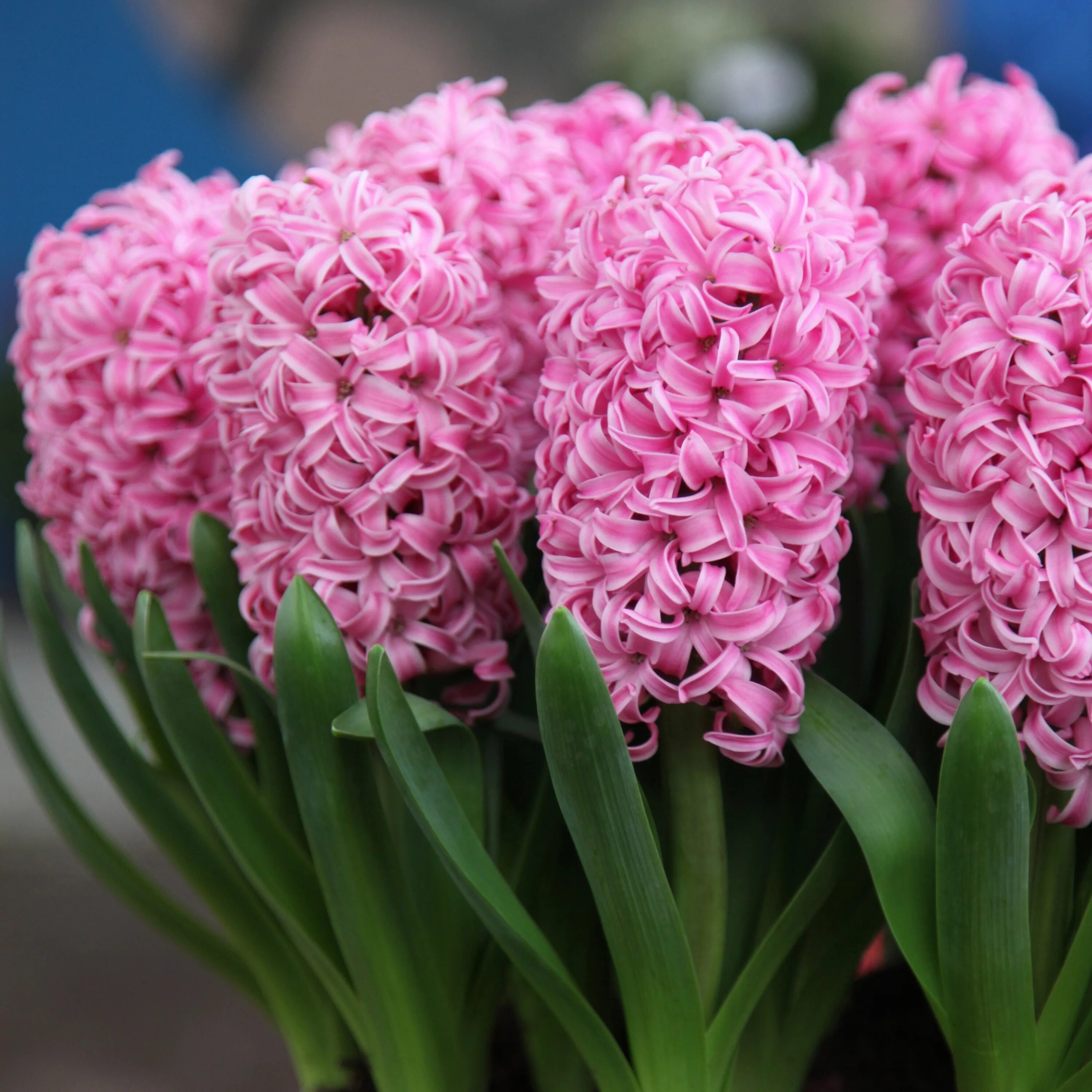 Гиацинт Пинк Пёрл (Hyacinthus Pink Pearl) - Луковицы гиацинтов - купить недорого
