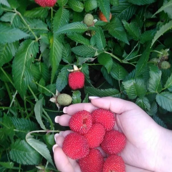 Норвежская малина описание и отзывы. Норвежская малина фото. Норвежская малина описание и отзывы. Норвегия малина. Норвежская малина описание.