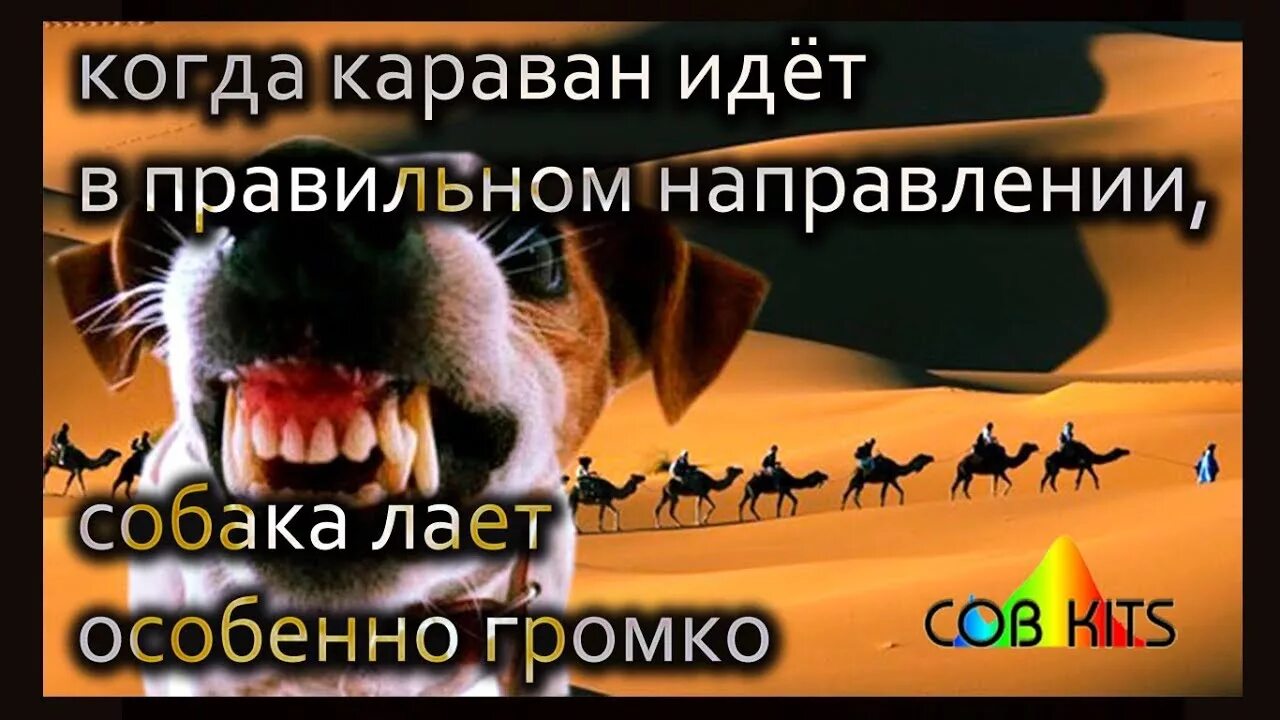 Собаки лают а достать не могут ответ. Собаки лают караван прет. собака лает караван идет песня слушать. наклейка собаки лают караван идет с ослом.