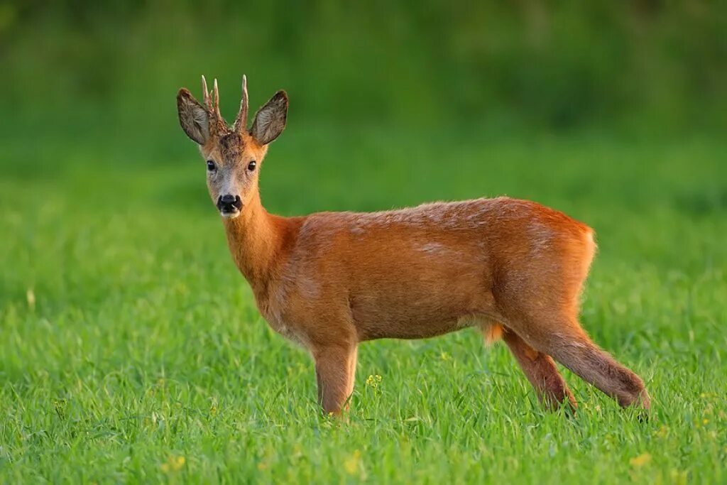 Парнокопытные животные леса. Сибирская косуля capreolus pygargus. Сибирская косуля Марий Эл. Европейская косуля Мурманской области. Европейская косуля Новгородская область.