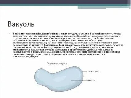 Вакуоль строение и расположение Вакуоль Фото