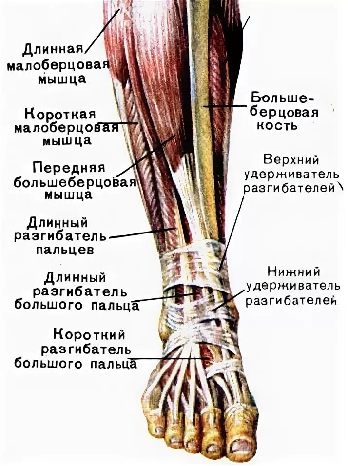 Голеностопная мышца. Голеностопная мышца. Теносиновит сухожилия голеностопного сустава. Мышечное строение голеностопа. Мышцы голеностопного сустава анатомия.