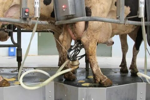 Milking