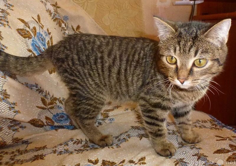Как выглядят коты в 5 месяцев Картинки КОТЕНОК ПЯТЬ МЕСЯЦЕВ