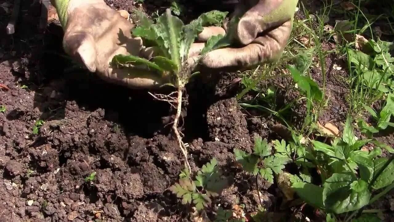Один рабочий пропалывает грядку. Прополка клубники. прополка виктории. прополка сорняков осенью. пропалывает сорняки.