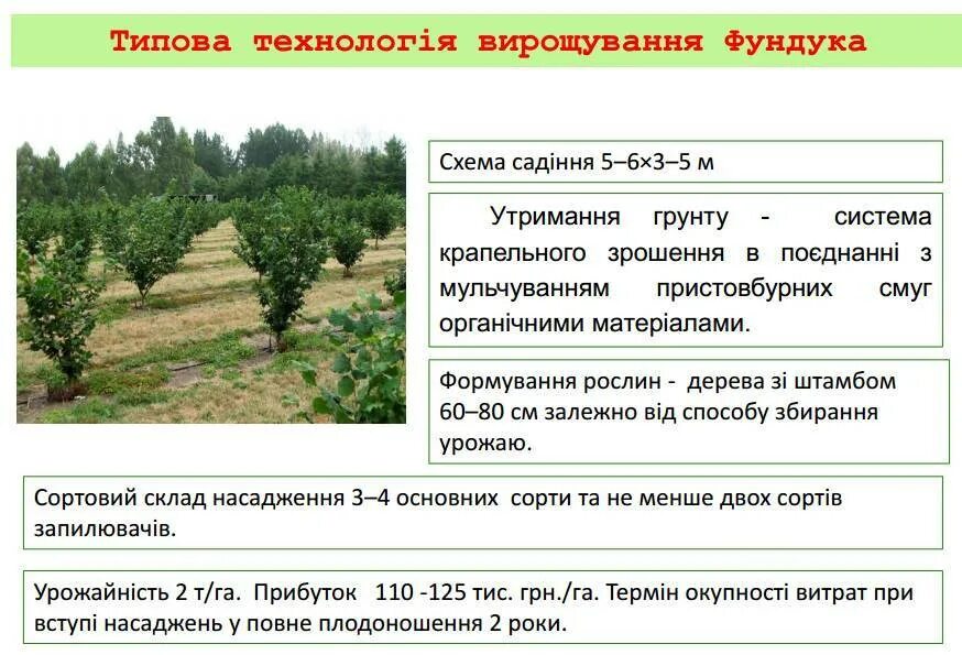 Сколько деревьев на гектаре