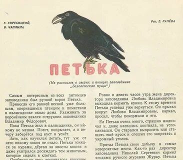 Однажды я дал ворону печенье