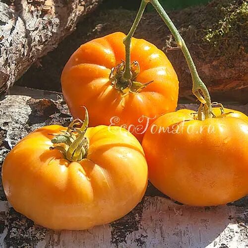 Томат сладкий апельсин. Томат оранжевый земледелец f1. Томат сладкий мед. Оранжевый коктейль f1 15шт черри-томат. Томаты черри оранжевые.