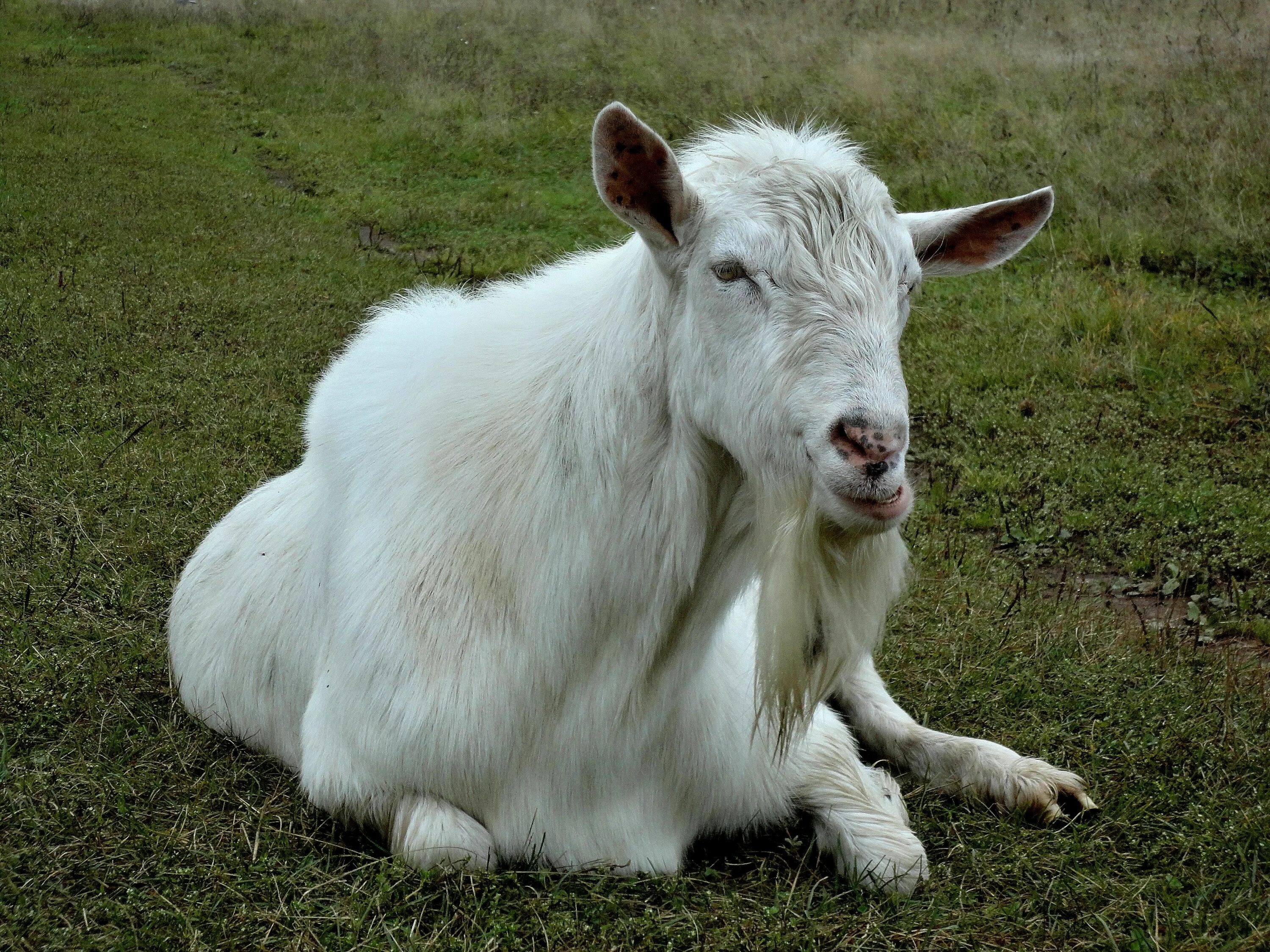 Чешский козел фото. Злой козел. Billy goat. Кавказские козлы домашние. Старый козел.