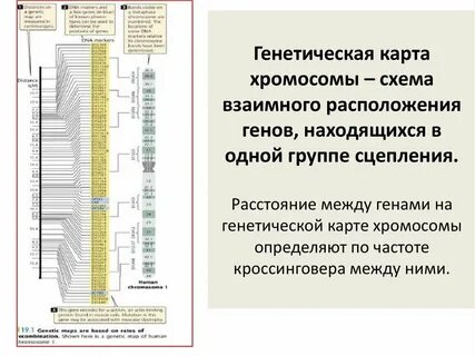Где на практике используют генетические карты хромосом