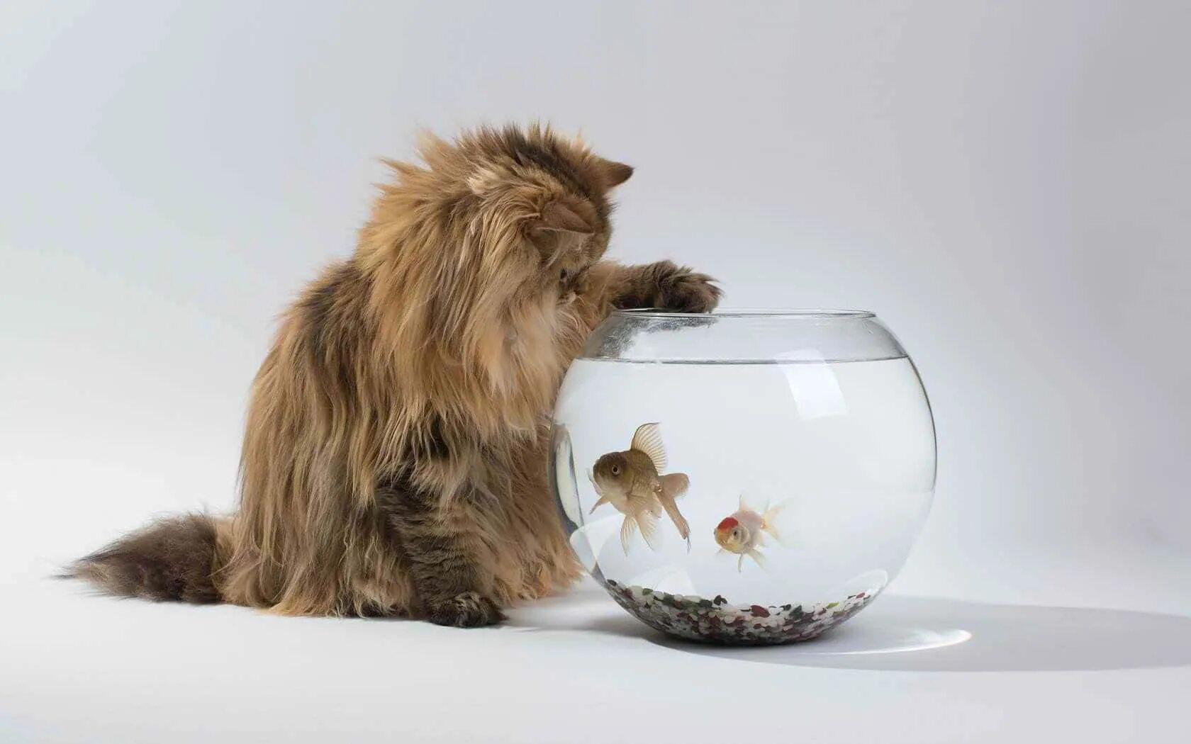 Pets fish. Кот и аквариум. Котенок и аквариум. Коты в аквариуме. Аквариум на рабочий стол.